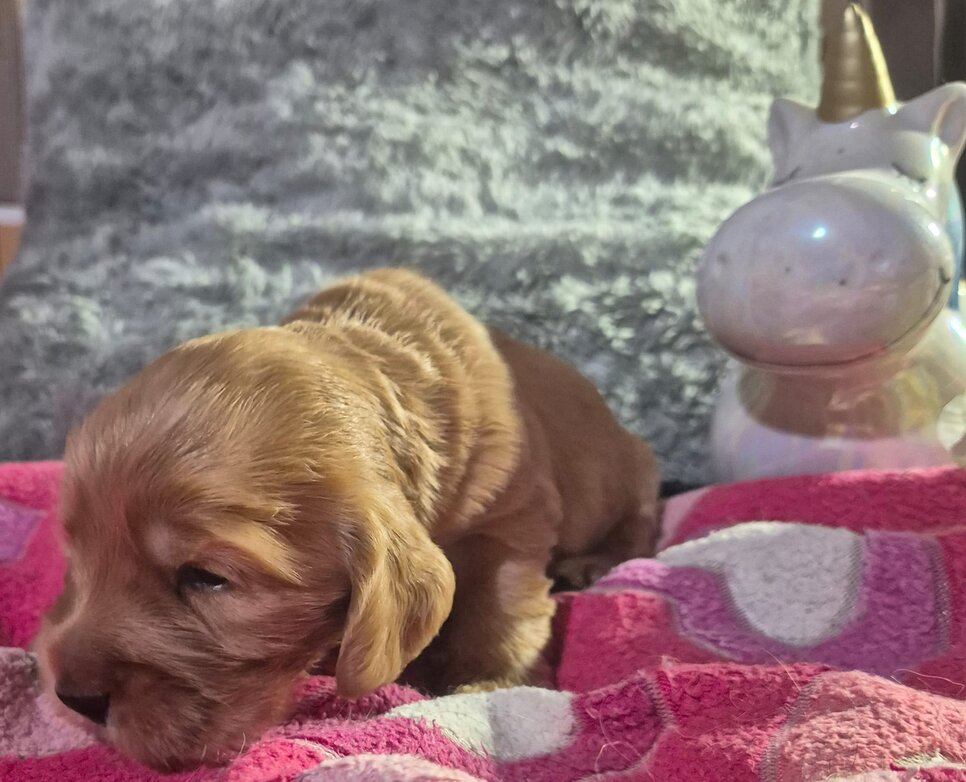 zwei Wochen alter English Cocker Spaniel Welpe Olivia of Styrian  black Stars