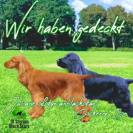 Wir haben gedeckt of Styrian black Stars